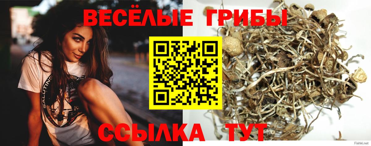 Галлюциногенные грибы Psilocybine cubensis Джанкой